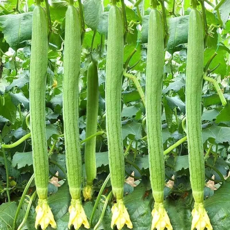 丝瓜苗花点肉丝瓜，八角瓜，菱角瓜苗苗场直供穴盘苗