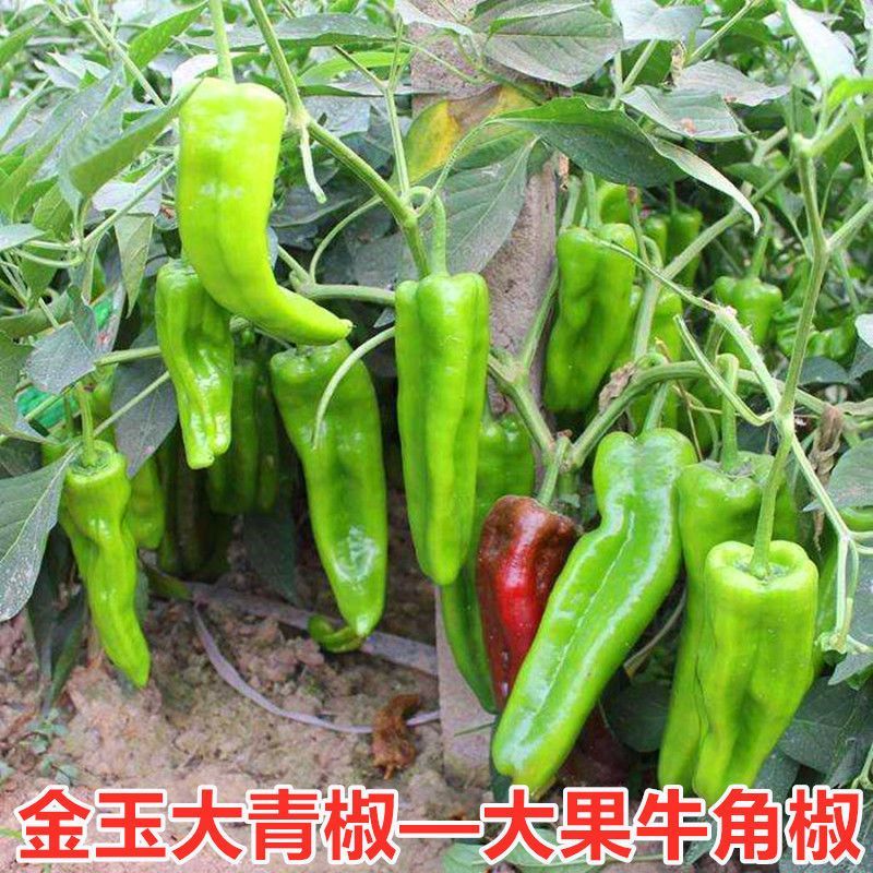 青椒苗牛角椒薄皮肉厚种苗基地直供欢迎联系