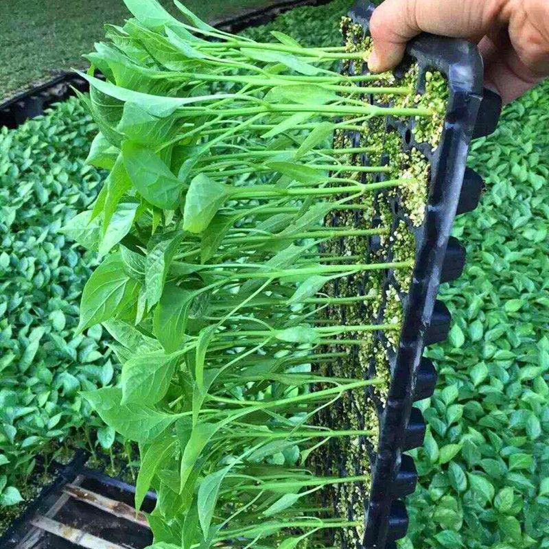 青椒苗牛角椒薄皮肉厚种苗基地直供欢迎联系