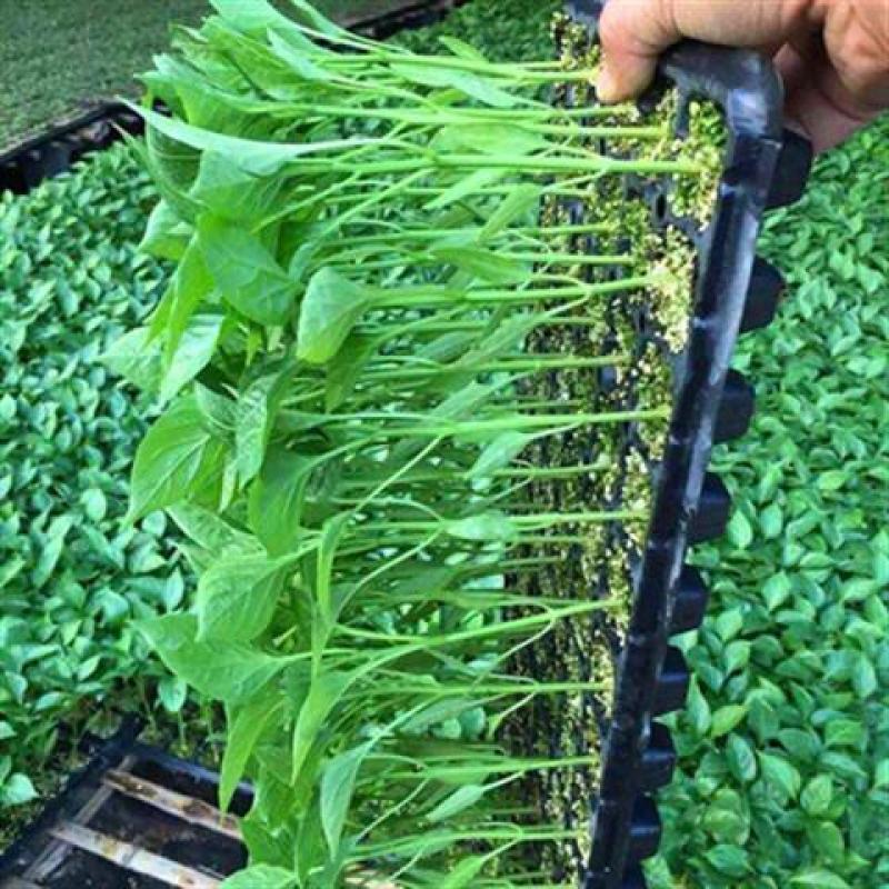 青椒苗牛角椒薄皮肉厚种苗基地直供欢迎联系