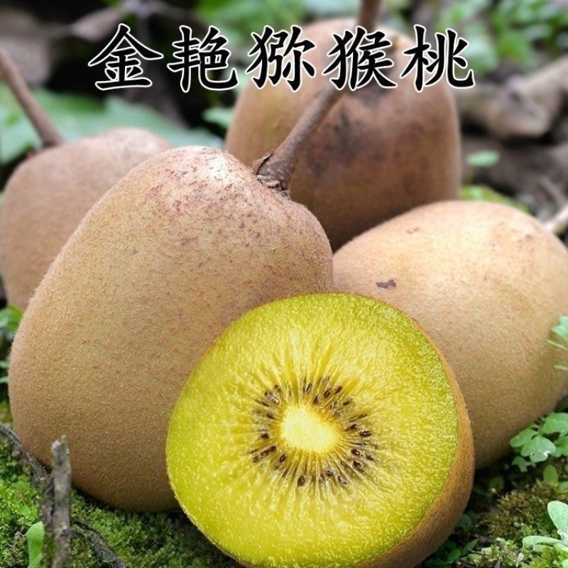 湖南湘西水杨桃嫁接苗，金艳，精品