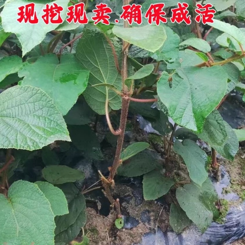 湖南湘西水杨桃嫁接苗，金艳，精品