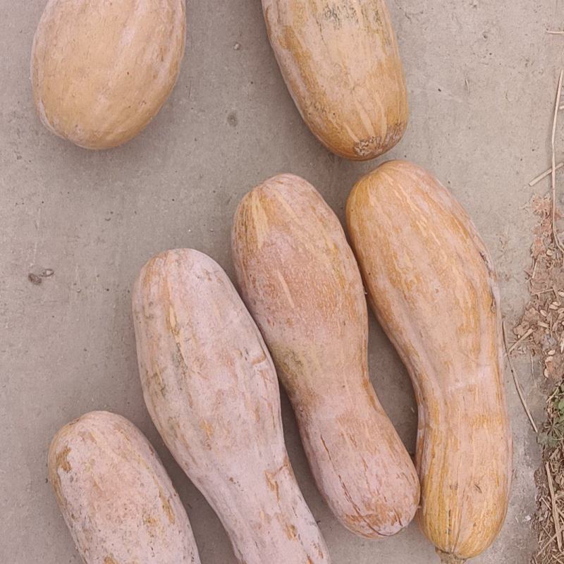 蜜本南瓜老南瓜牛腿瓜