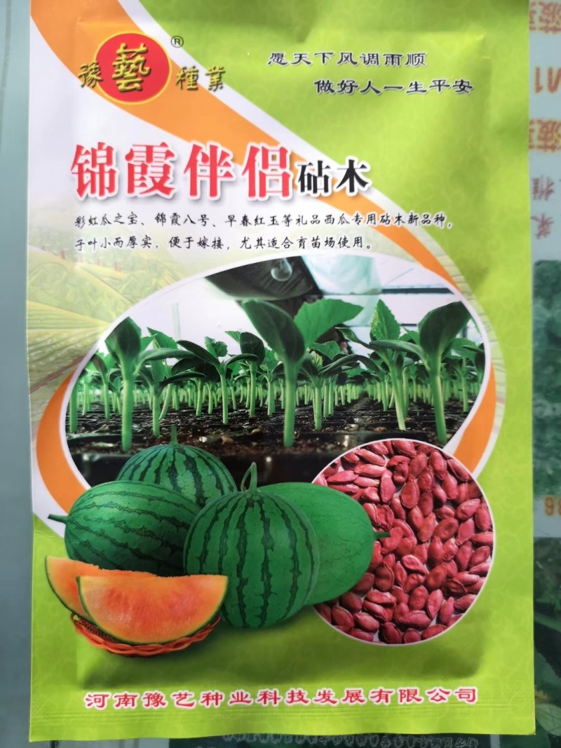 豫艺稳健一号西瓜砧木后期耐热膨瓜速度快共生性强