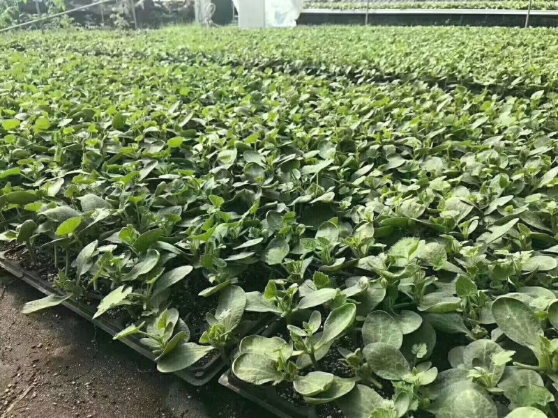 豫艺稳健一号西瓜砧木后期耐热膨瓜速度快共生性强