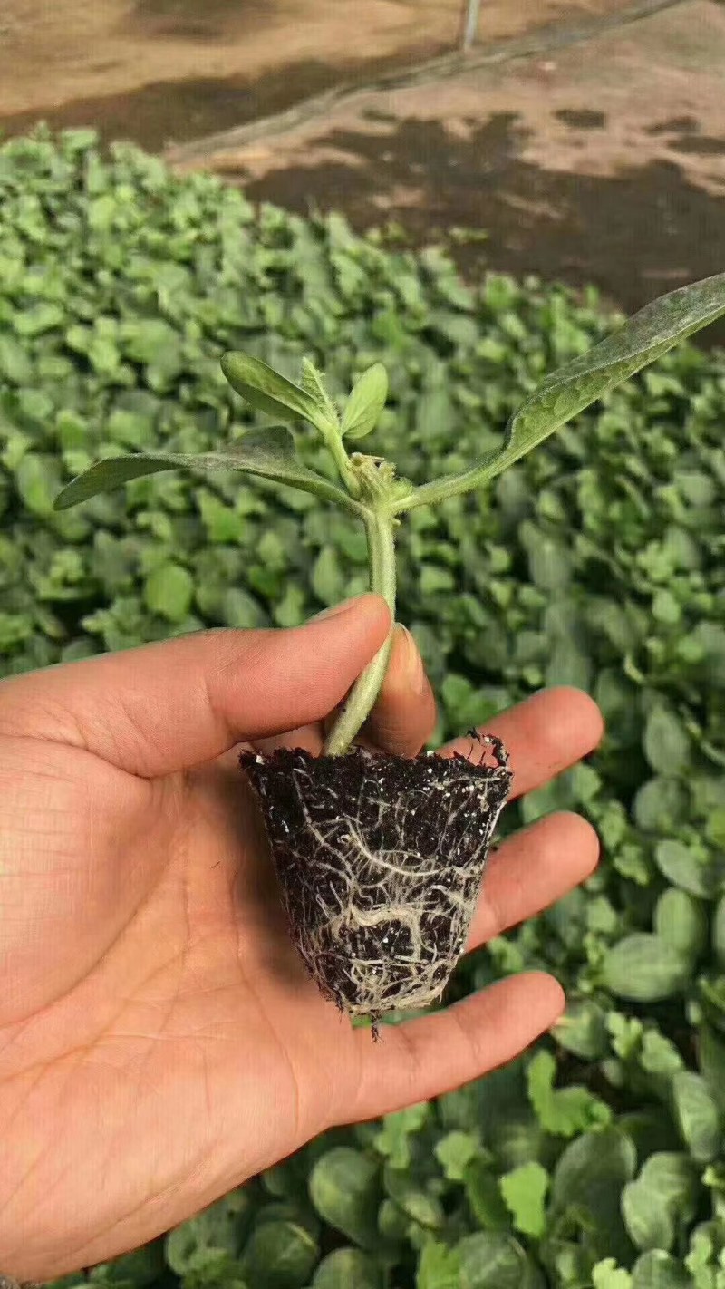豫艺稳健一号西瓜砧木后期耐热膨瓜速度快共生性强