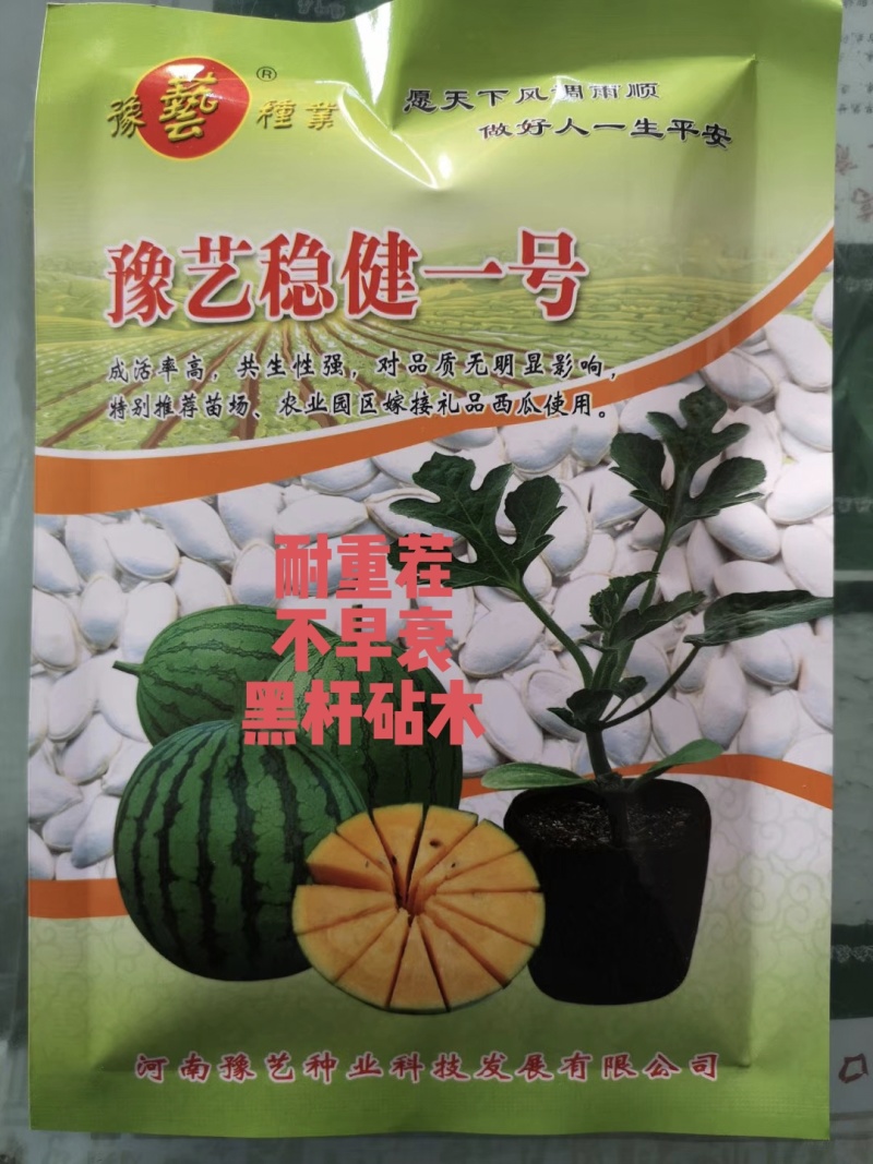 豫艺稳健一号西瓜砧木后期耐热膨瓜速度快共生性强