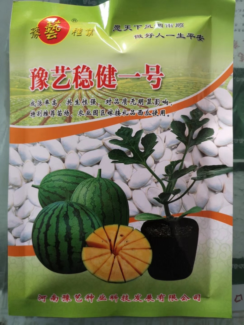 豫艺稳健一号西瓜砧木后期耐热膨瓜速度快共生性强