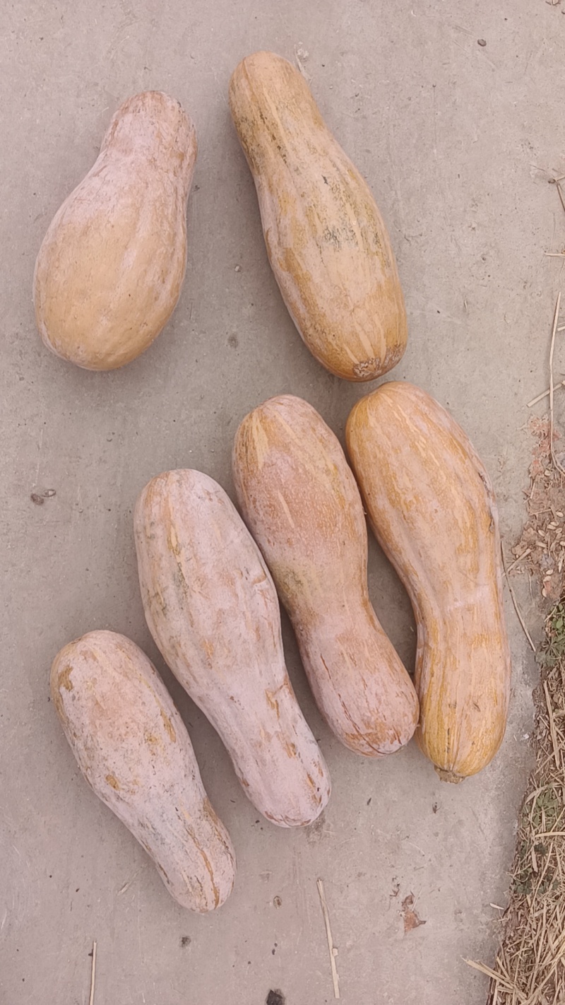 蜜本南瓜老南瓜牛腿瓜
