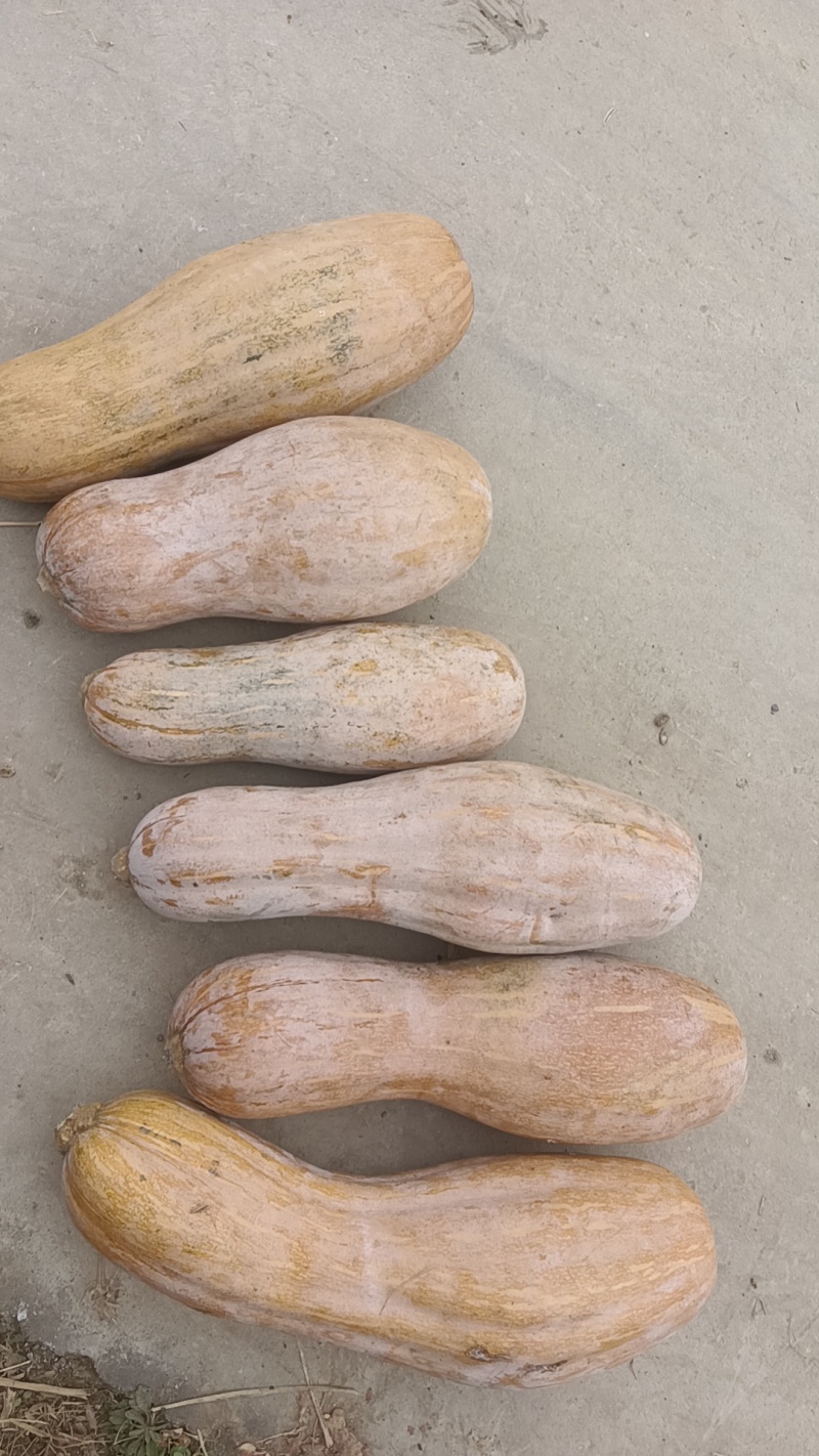 蜜本南瓜老南瓜牛腿瓜