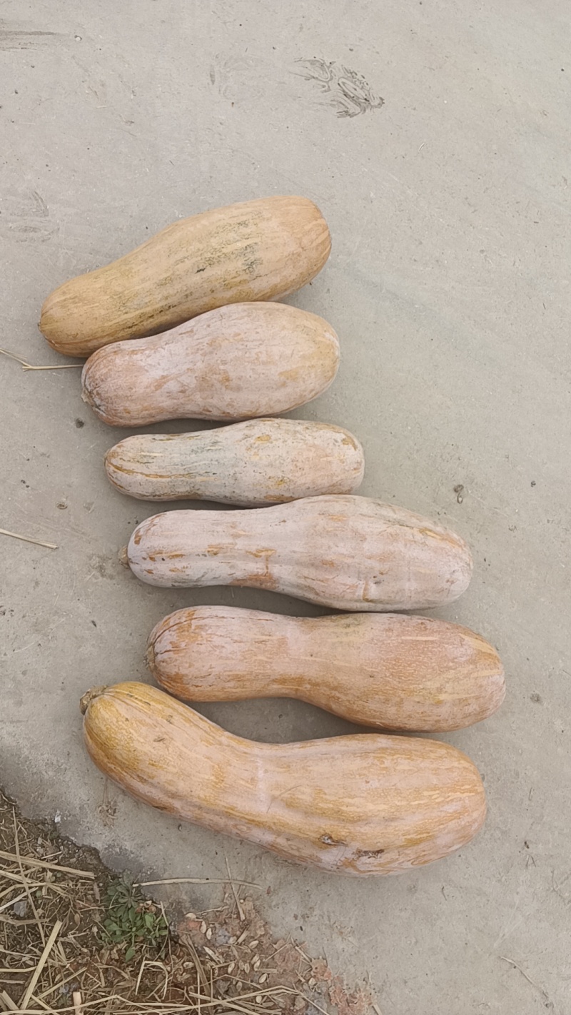 蜜本南瓜老南瓜牛腿瓜