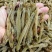 沙虫干