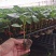 【茄子】嫁接茄子苗烧烤茄子苗场直供茄子苗穴盘苗
