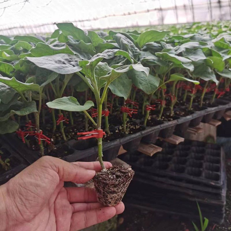 【茄子】嫁接茄子苗烧烤茄子苗场直供茄子苗穴盘苗