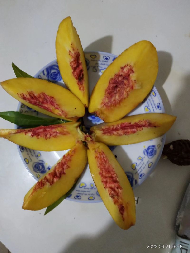 【有好货】高糖离核大油桃钱树九