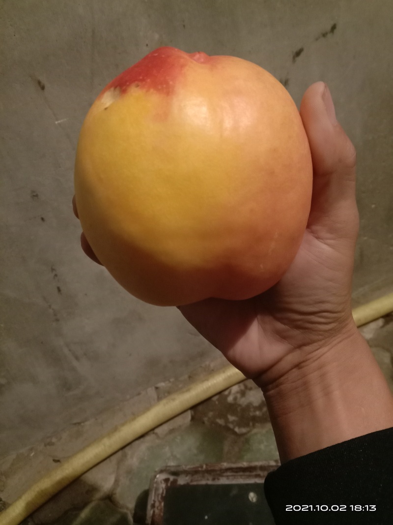 【有好货】高糖离核大油桃钱树九