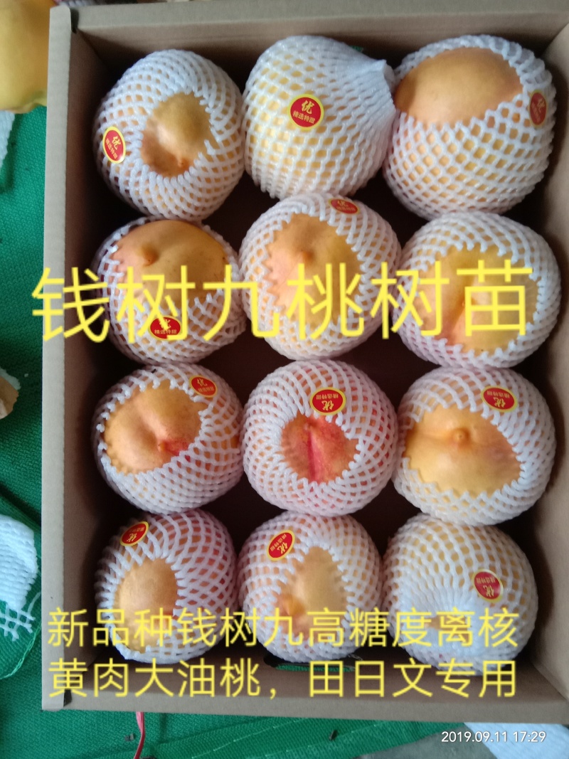 【有好货】高糖离核大油桃钱树九
