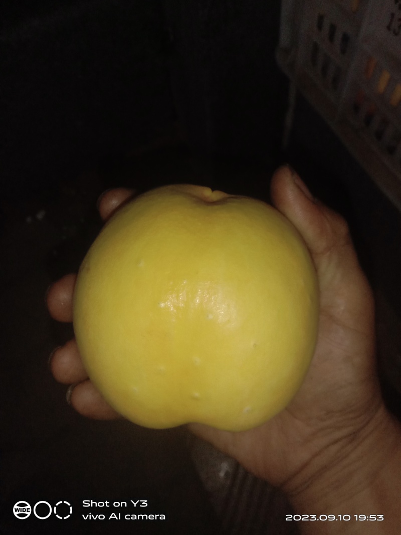 【有好货】高糖离核大油桃钱树九