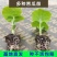 【苦瓜苗】穴盘苗凉瓜苗珍珠苦瓜苗场直供量大优惠