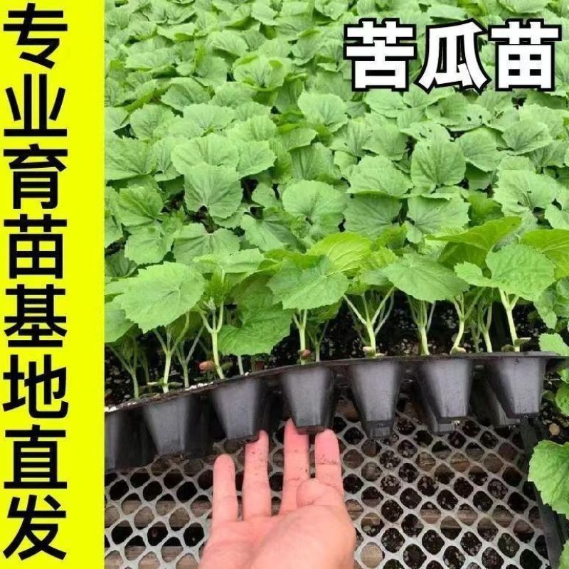 【苦瓜苗】穴盘苗凉瓜苗珍珠苦瓜苗场直供量大优惠