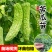 【苦瓜苗】穴盘苗凉瓜苗珍珠苦瓜苗场直供量大优惠
