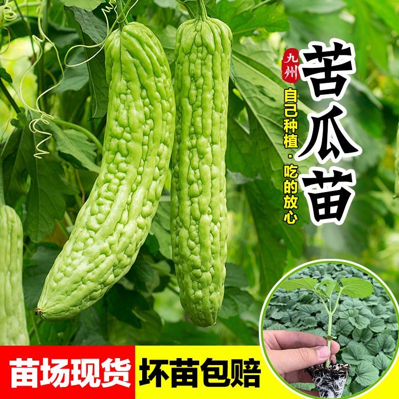 【苦瓜苗】穴盘苗凉瓜苗珍珠苦瓜苗场直供量大优惠