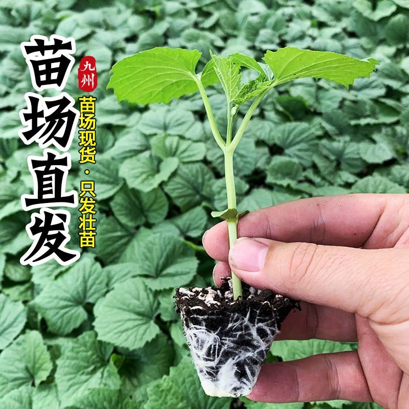 【苦瓜苗】穴盘苗凉瓜苗珍珠苦瓜苗场直供量大优惠
