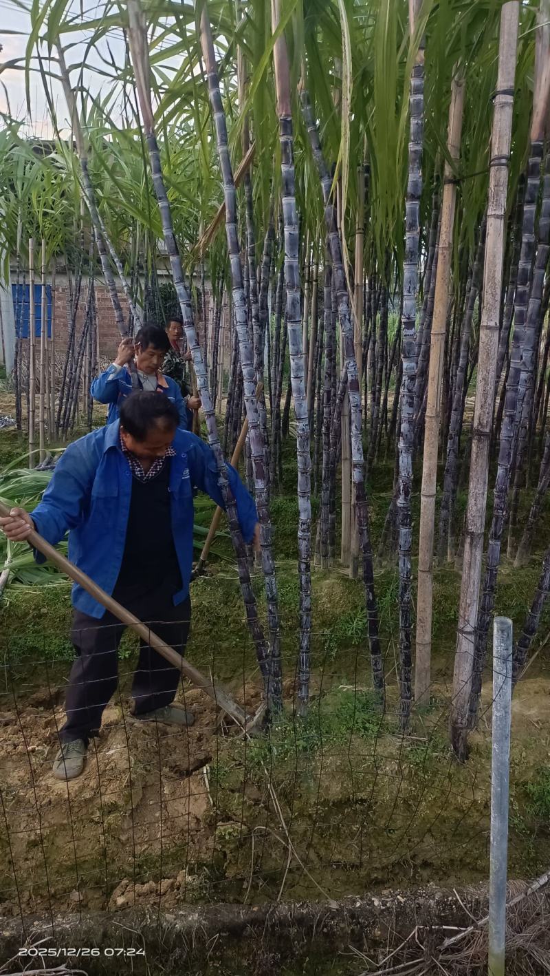 广西博白黑皮甘蔗产地直发脆甜多汁货源充足欢迎来电