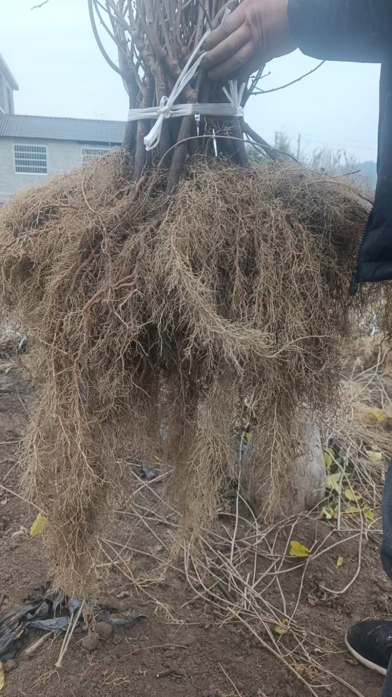 水杨桃砧木猕猴桃嫁接砧木苗水杨桃实生砧木苗水杨桃扦插实生苗