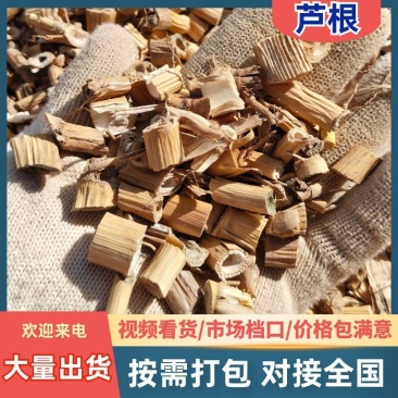 芦根，甘肃野生芦根