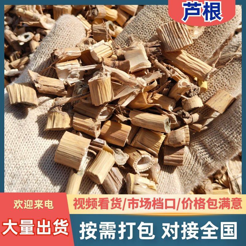 芦根，甘肃野生芦根