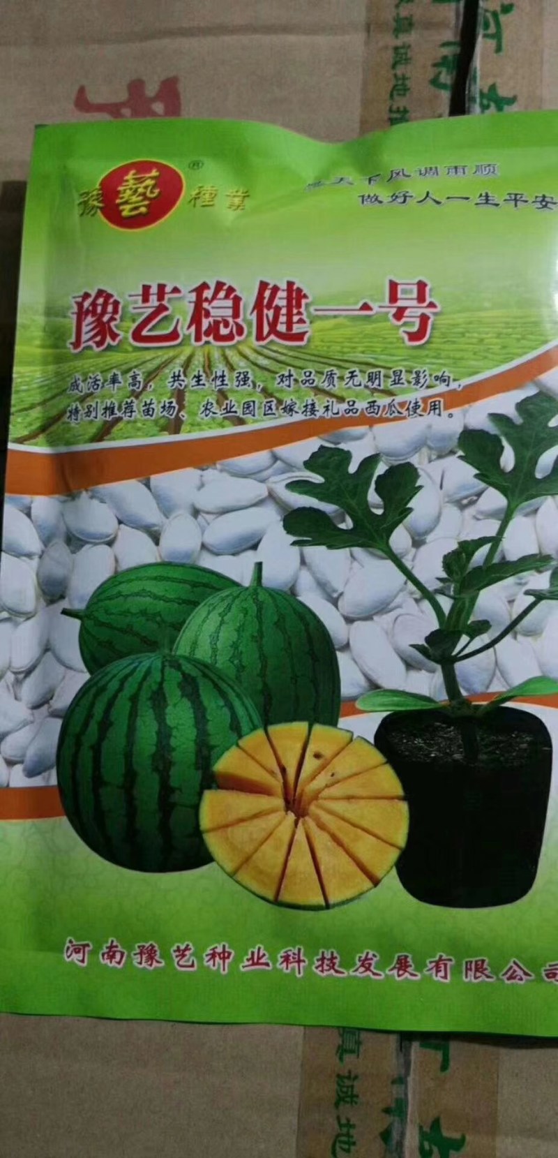豫艺稳健一号西瓜砧木后期耐热膨瓜速度快共生性强