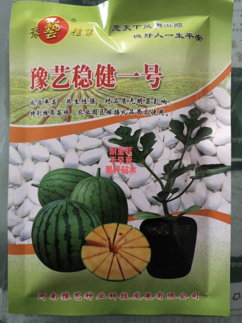 豫艺稳健一号西瓜砧木后期耐热膨瓜速度快共生性强