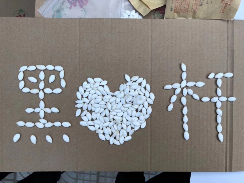 豫艺稳健一号西瓜砧木后期耐热膨瓜速度快共生性强