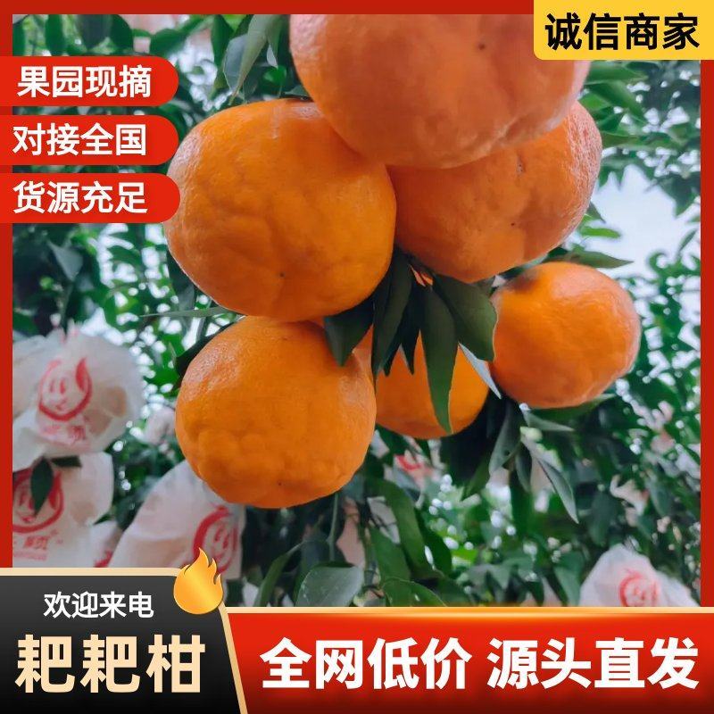 四川春见耙耙柑，新鲜上市，大量供应，品质保证，欢迎咨询