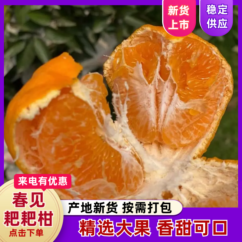 四川春见耙耙柑，新鲜上市，大量供应，品质保证，欢迎咨询