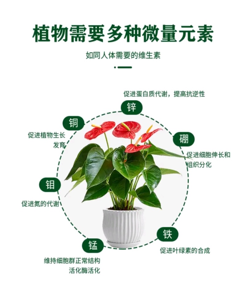 吡唑醚菌酯有效成分含量：50%水分散粒剂