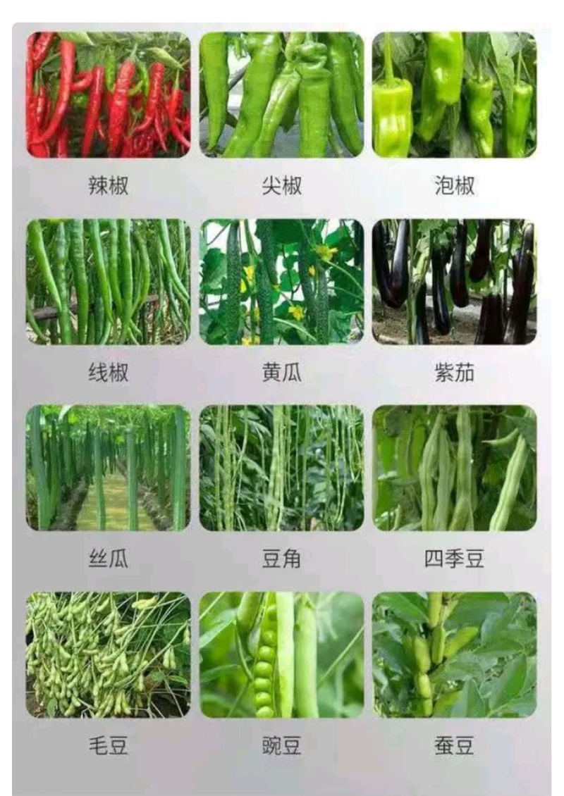吡唑醚菌酯有效成分含量：50%水分散粒剂