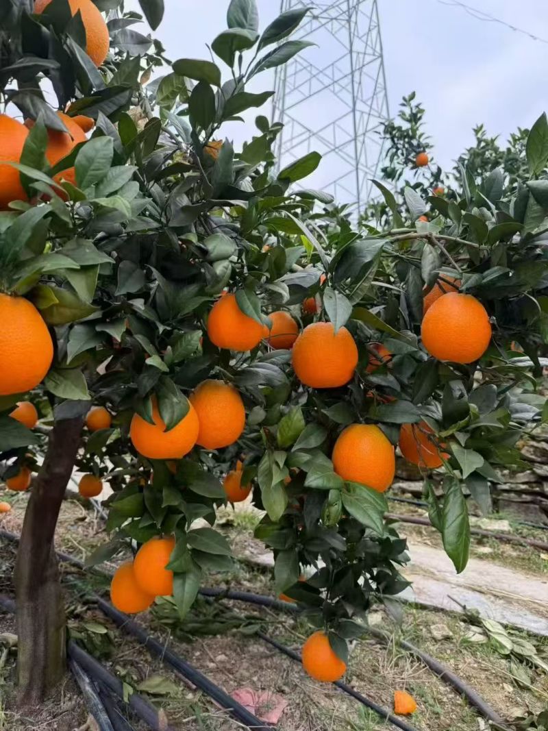 重庆一手货源奉脐橙对接全国量大从优价格美丽质量好欢迎询价