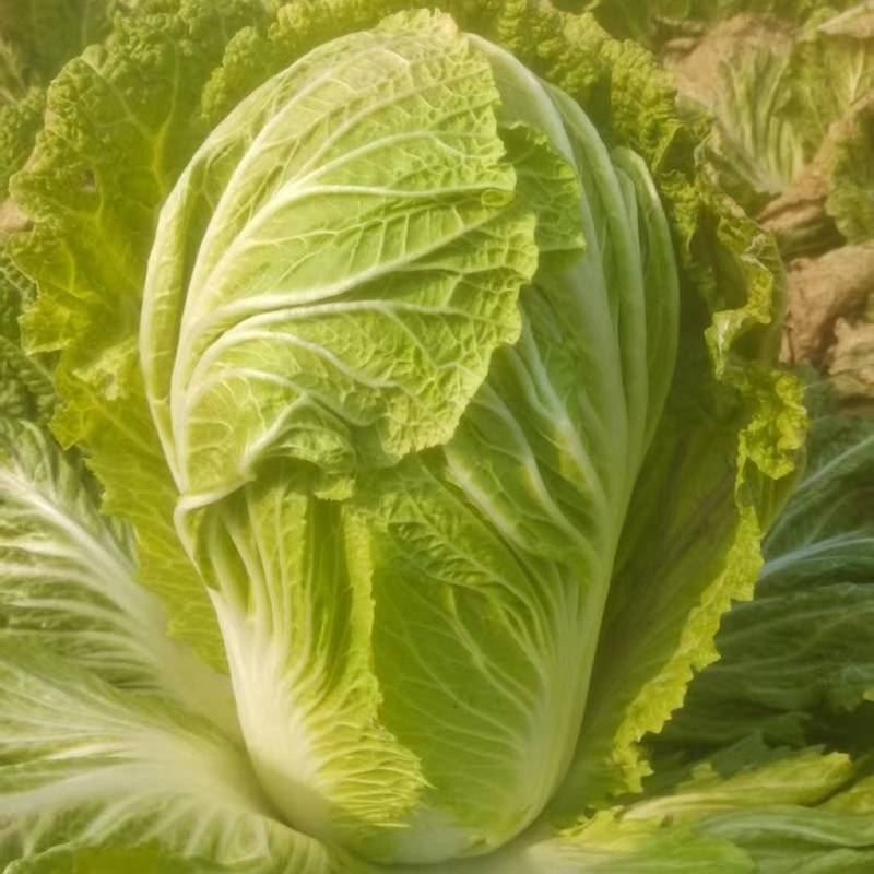 黄心大白菜