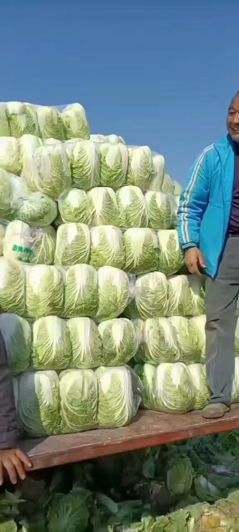 黄心大白菜