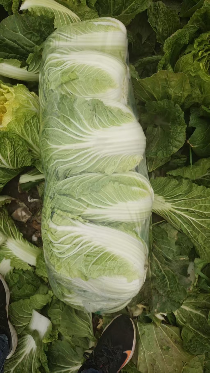 黄心大白菜