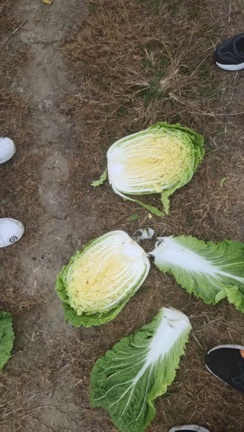 黄心大白菜