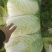 黄心大白菜