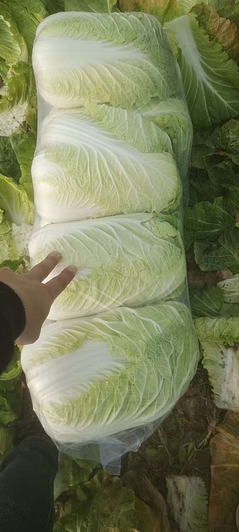 黄心大白菜