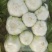 黄心大白菜