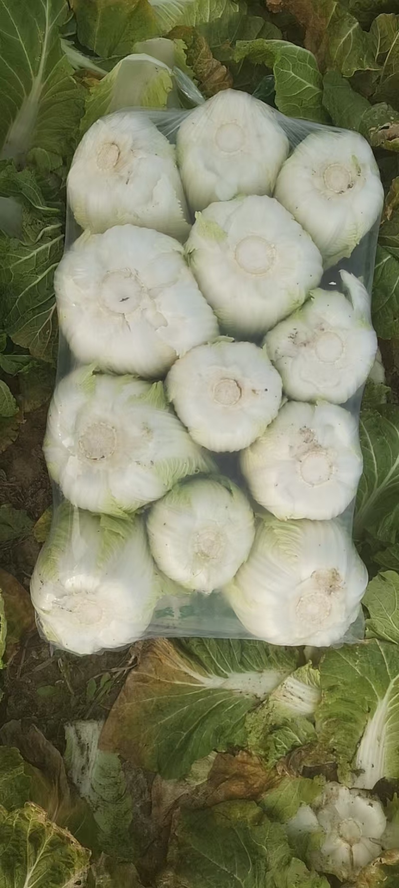 黄心大白菜