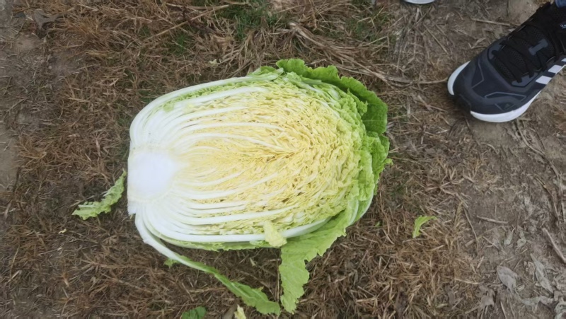 黄心大白菜