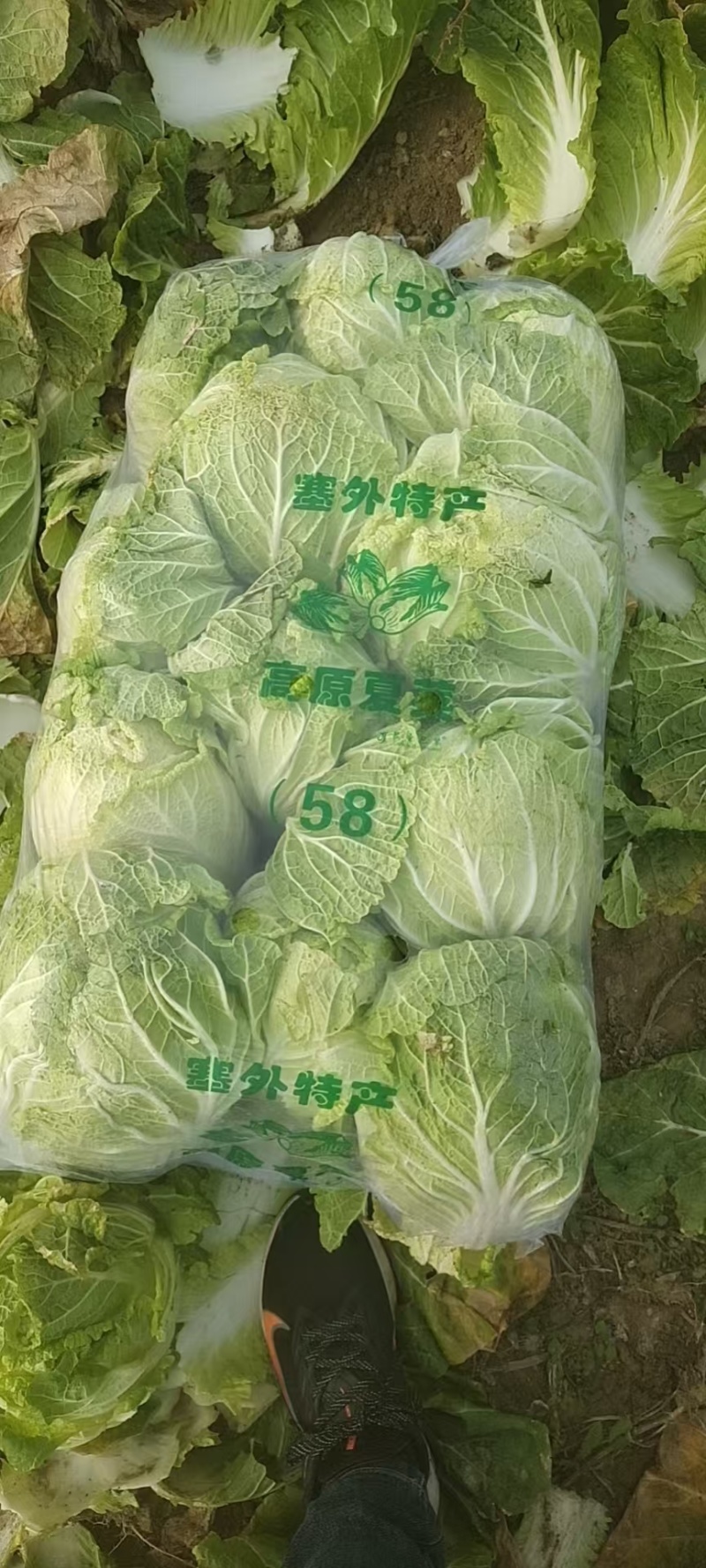 黄心大白菜