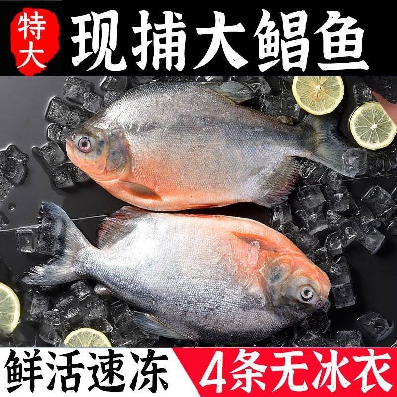 【包邮】大鲳鱼新鲜红鲳鱼鲜活整箱批发冷冻鱼冰鲜大号鱼
